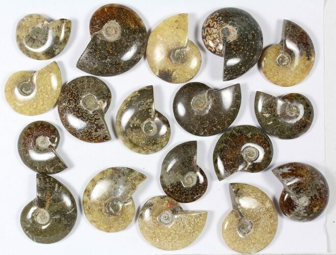 Lot: KG Madagascar Polished Ammonites (-) - Pieces #79353